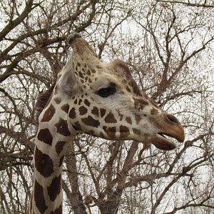 African Plains - Reticulated Giraffe