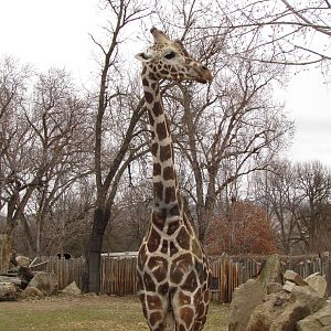 African Plains - Reticulated Giraffe