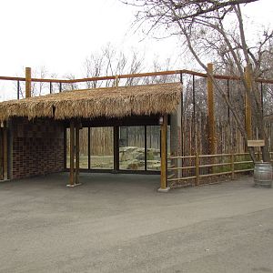 African Plains - Lion Exhibit