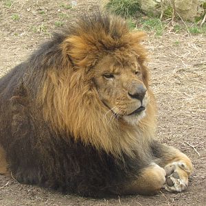African Plains - Lion
