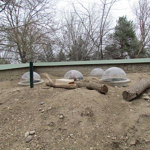 Black-tailed Prairie-dog Exhibit