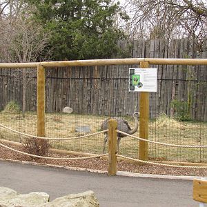 Animals of the Pampas - Greater Rhea Exhibit