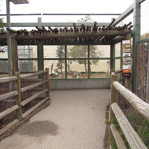 Amur Tiger Exhibit Viewing