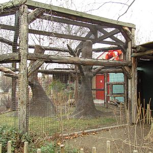 Small Animal Kingdom - Ring-tailed Lemur Outdoor Exhibit