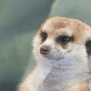 Small Animal Kingdom - Meerkat