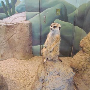 Small Animal Kingdom - Indoor Meerkat Exhibit