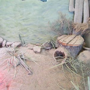 Small Animal Kingdom - Desert Tortoise Exhibit