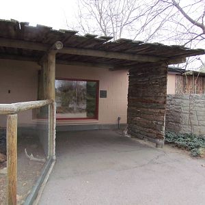 Small Animal Kingdom -Desert Tortoise Exhibit Viewing