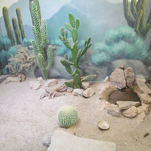 Small Animal Kingdom - Gila Monster Exhibit