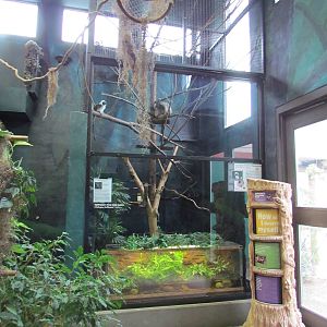 Small Animal Kingdom - Sloth and Tamarin Exhibit