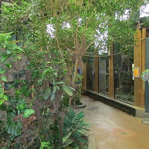 Small Animal Kingdom - Rainforest.