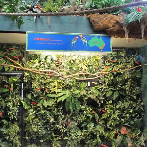 Small Animal Kingdom - Eastern Rosella Exhibit