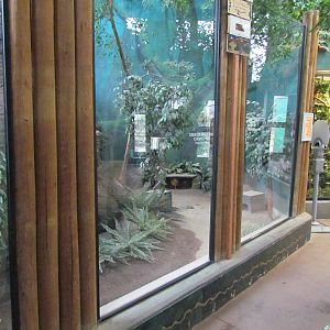 Small Animal Kingdom - Greater Malayan Chevrotain Exhibit