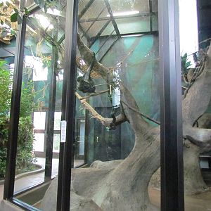 Small Animal Kingdom - Spider Monkey Indoor Exhibit