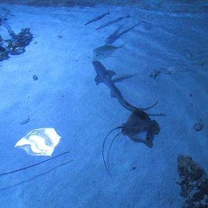 Shark and Ray Pool
