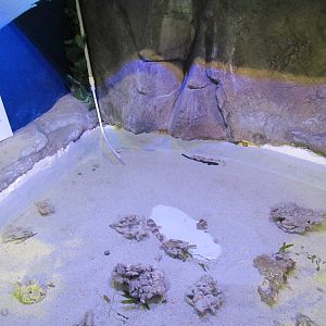 Shark Nursery Pool