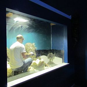 Future Caiman Exhibit