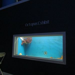 Giant Octopus Exhibit