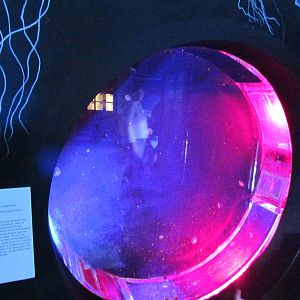 Moon Jelly Tank