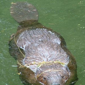 Canadian Beaver - Beaver Water World - July 2006