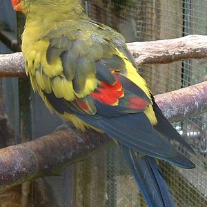 Regent Parrot - Beaver Water World - July 2006