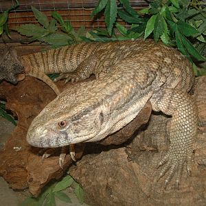 Savanna Monitor - Beaver Water World - July 2006