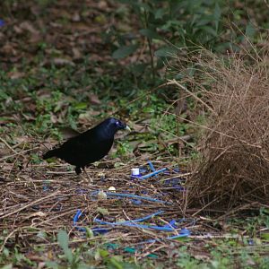 male satin bowerbird at bower (Ptilinorhynchus violaceus)