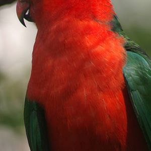 male Australian king parrot (Alisterus scapularis)