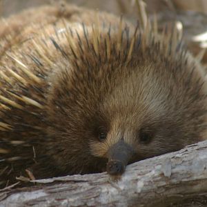 short-beaked echidna (Tachyglossus aculeatus)