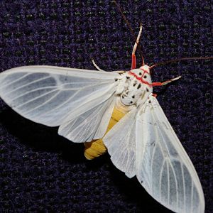 Walkers Frother (Amerila rubripes)