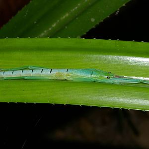 peppermint stick insect (Megacrania batesii)