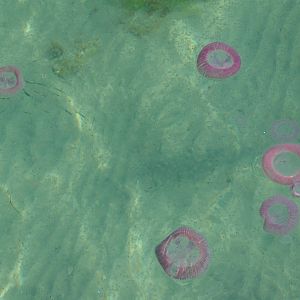 jellyfish and salps swarming