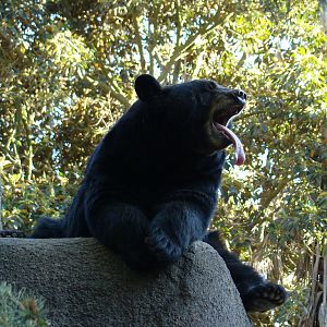 American Black Bear at the Los Angeles Zoo