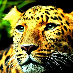 Amur Leopard