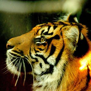 Tibor the Sumatran Tiger