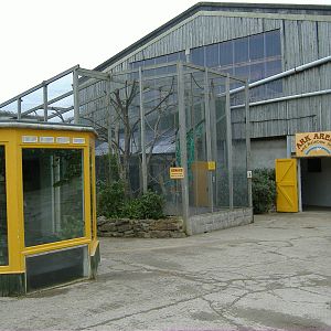 Black and White Ruffed Lemurs