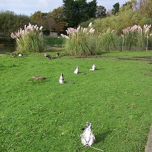 Sun shines on Lemur Wood