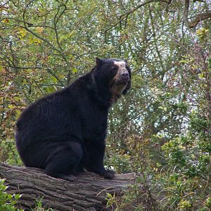 Spectacled Bear