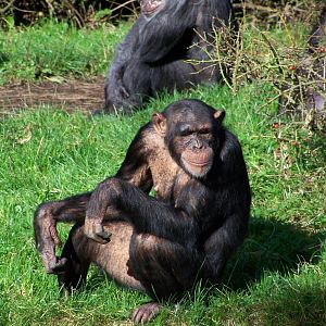 Chimpanzee
