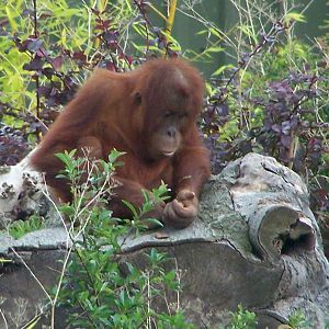 Realm of the Red Ape