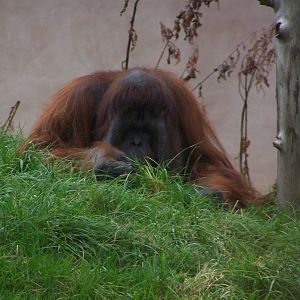 Orangutan