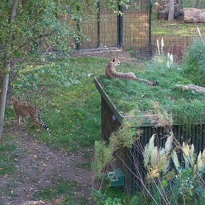 Cheetah Enclosure