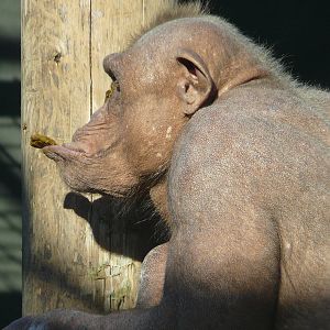 Mongo: Bald Chimpanzee