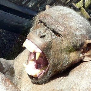 Jambo: Bald Chimpanzee