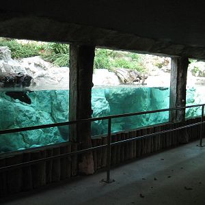 Otter underwater gallery