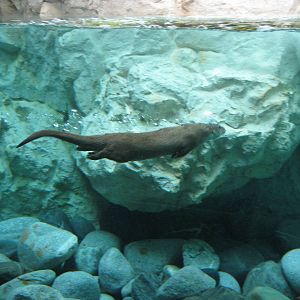 Otter underwater