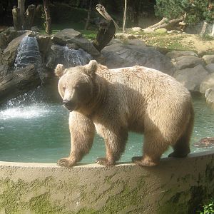 Brown Bear beside new deeper pool