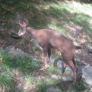 Baby Chamois