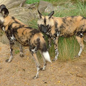 African Wild Dogs at London Zoo Oct 08