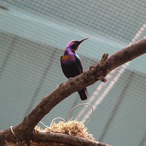 Copper-throated Sunbird at London Zoo Oct 08
